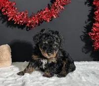 Luna, a female Poodle - Toy  for sale in Plainville, IN – Photo 5 of 5