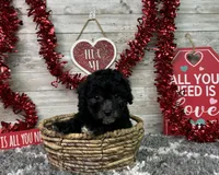 Lambo, a male Poodle - Miniature  for sale in Plainville, IN – Photo 5 of 10