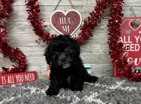 Lambo, a male Poodle - Miniature  for sale in Plainville, IN – Photo 4 of 10