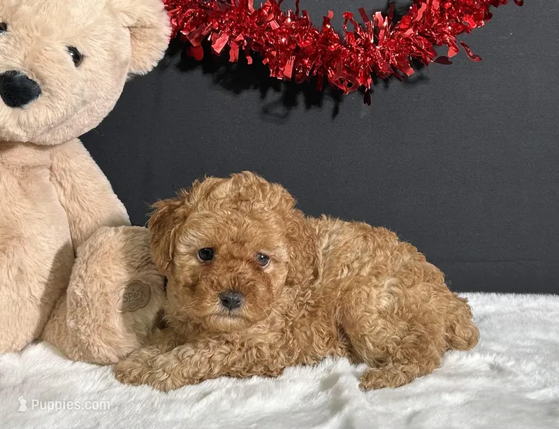 Bella, a female Poodle - Miniature  for sale in Plainville, IN – Photo 1 of 6
