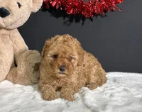 Bella, a female Poodle - Miniature  for sale in Plainville, IN – Photo 5 of 6