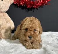 Bella, a female Poodle - Miniature  for sale in Plainville, IN – Photo 4 of 6