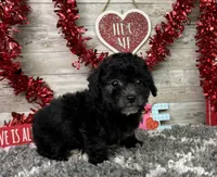 Lambo, a male Poodle - Miniature  for sale in Plainville, IN – Photo 2 of 10