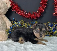 Sierra, a female Rat Terrier and Yorkshire Terrier for sale in Plainville, IN – 6 of 6