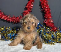 Rocky, a male Yorkipoo for sale in Plainville, IN – 2 of 6