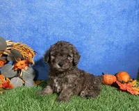 Atlas, a male Poodle - Miniature  for sale in Plainville, IN – 1 of 7
