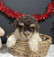 Gloria, a female Maltipoo for sale in Plainville, IN – Photo 9 of 10