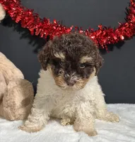Gloria, a female Maltipoo for sale in Plainville, IN – Photo 3 of 10