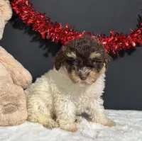Gloria, a female Maltipoo for sale in Plainville, IN – Photo 7 of 10