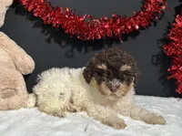 Gloria, a female Maltipoo for sale in Plainville, IN – Photo 8 of 10