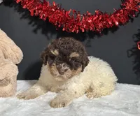 Gloria, a female Maltipoo for sale in Plainville, IN – Photo 5 of 10