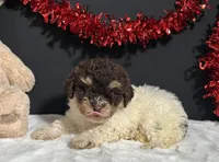 Gloria, a female Maltipoo for sale in Plainville, IN – Photo 2 of 10