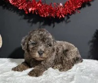 Jaylen, a male Poodle - Miniature  for sale in Plainville, IN – Photo 4 of 5