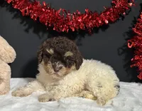 Gloria, a female Maltipoo for sale in Plainville, IN – Photo 4 of 10