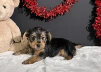 Blazer, a male Yorkshire Terrier for sale in Plainville, IN – Photo 5 of 5
