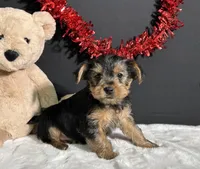 Blazer, a male Yorkshire Terrier for sale in Plainville, IN – Photo 3 of 5