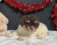 Gloria, a female Maltipoo for sale in Plainville, IN – Photo 6 of 10