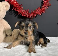Blazer, a male Yorkshire Terrier for sale in Plainville, IN – Photo 4 of 5