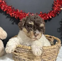 Gloria, a female Maltipoo for sale in Plainville, IN – Photo 10 of 10