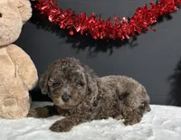 Jaylen, a male Poodle - Miniature  for sale in Plainville, IN – Photo 5 of 5