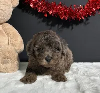 Jaylen, a male Poodle - Miniature  for sale in Plainville, IN – Photo 2 of 5