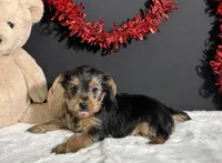 Blazer, a male Yorkshire Terrier for sale in Plainville, IN – Photo 2 of 5