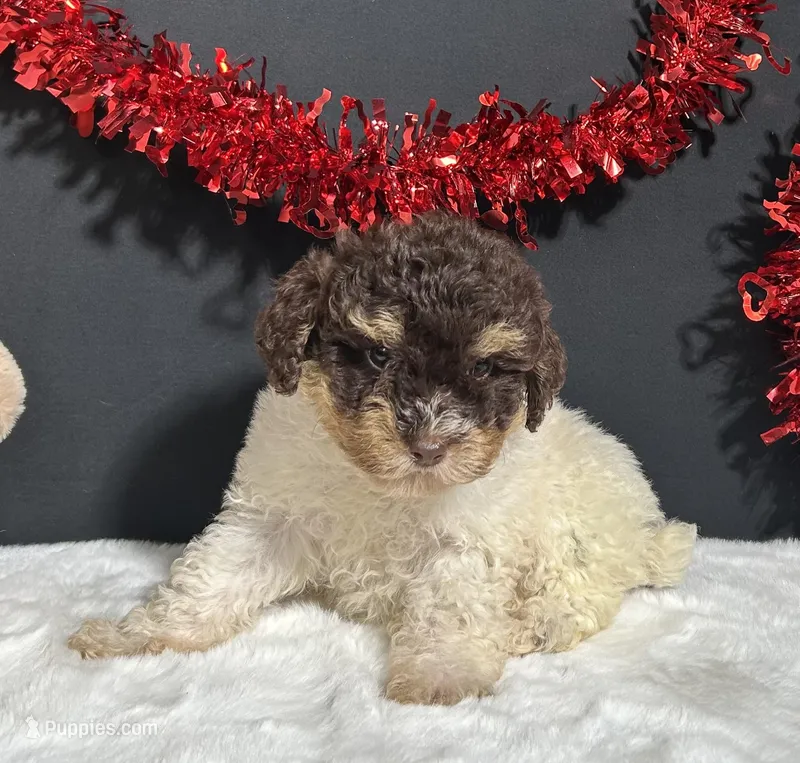 Gloria – Maltipoo puppy for sale in Plainville, IN