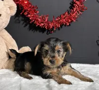 Blazer, a male Yorkshire Terrier for sale in Plainville, IN – Photo 1 of 5