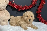 Andy, a male Poodle - Toy  for sale in Plainville, IN – Photo 2 of 4