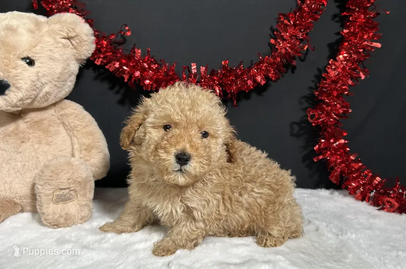 Andy – Poodle - Toy  puppy for sale in Plainville, IN