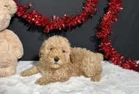 Andy, a male Poodle - Toy  for sale in Plainville, IN – Photo 4 of 4