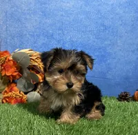 Teddy, a male Yorkshire Terrier for sale in Plainville, IN – 8 of 9