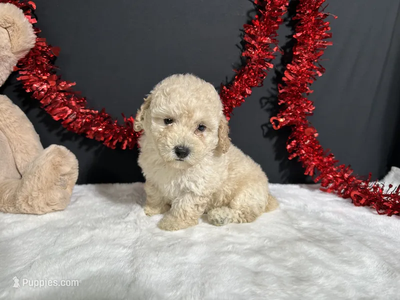 Cynthia  – Poodle - Miniature  puppy for sale in Plainville, IN