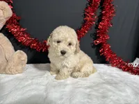 Cynthia , a female Poodle - Miniature  for sale in Plainville, IN – 1 of 3