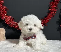 Isla, a female Maltese for sale in Plainville, IN – 2 of 7
