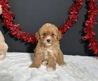 Maggie, a female Poodle - Toy  for sale in Plainville, IN – 2 of 5