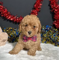 Layla, a female Poodle - Toy  for sale in Plainville, IN – 9 of 9