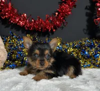 Penny, a female Yorkshire Terrier for sale in Plainville, IN – 3 of 6