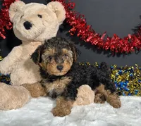 Bandit, a male Yorkipoo for sale in Plainville, IN – 5 of 8