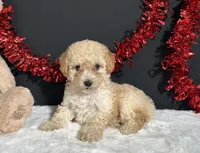 Ariel, a female Poodle - Toy  for sale in Plainville, IN – 4 of 7