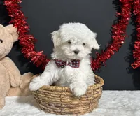 Isla, a female Maltese for sale in Plainville, IN – 6 of 7