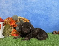 Avery, a female Yorkipoo for sale in Plainville, IN – 6 of 6