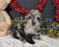 Ricky, a male Poodle - Miniature  for sale in Plainville, IN – 3 of 5