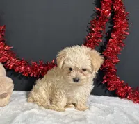 Charles, a male Morkie for sale in Plainville, IN – 4 of 7