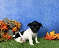 Laney, a female Rat Terrier for sale in Plainville, IN – 4 of 5