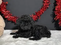 Claire, a female Poodle - Toy  for sale in Plainville, IN – 7 of 8