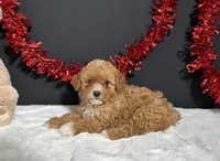 Maggie, a female Poodle - Toy  for sale in Plainville, IN – 2 of 5