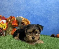 Teddy, a male Yorkshire Terrier for sale in Plainville, IN – 9 of 9