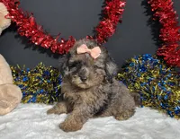 Sherri, a female Poodle - Miniature  for sale in Plainville, IN – 1 of 8
