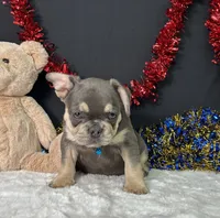 Winston, a male French Bulldog for sale in Plainville, IN – 4 of 5